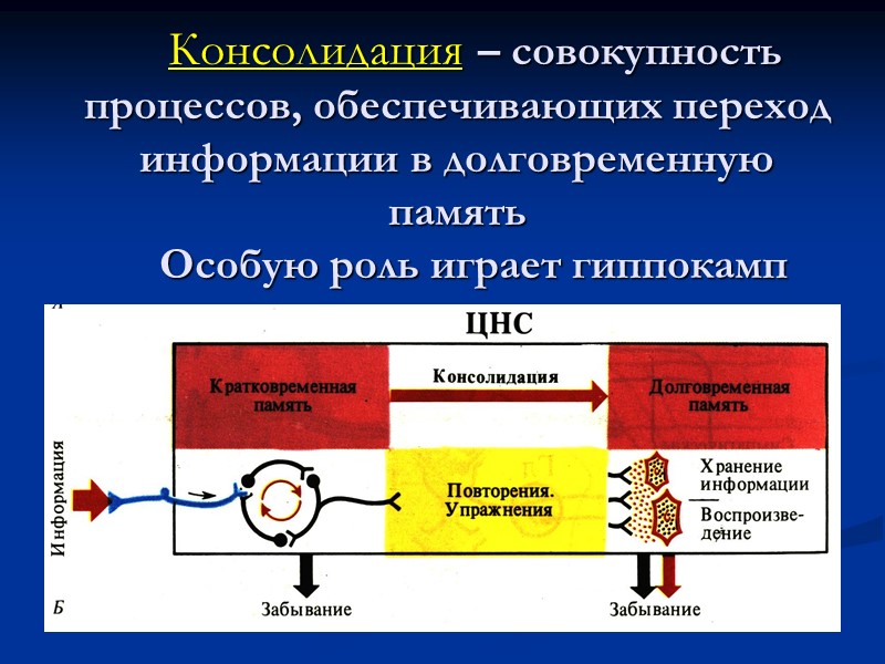 Консолидация – совокупность процессов, обеспечивающих переход информации в долговременную память    